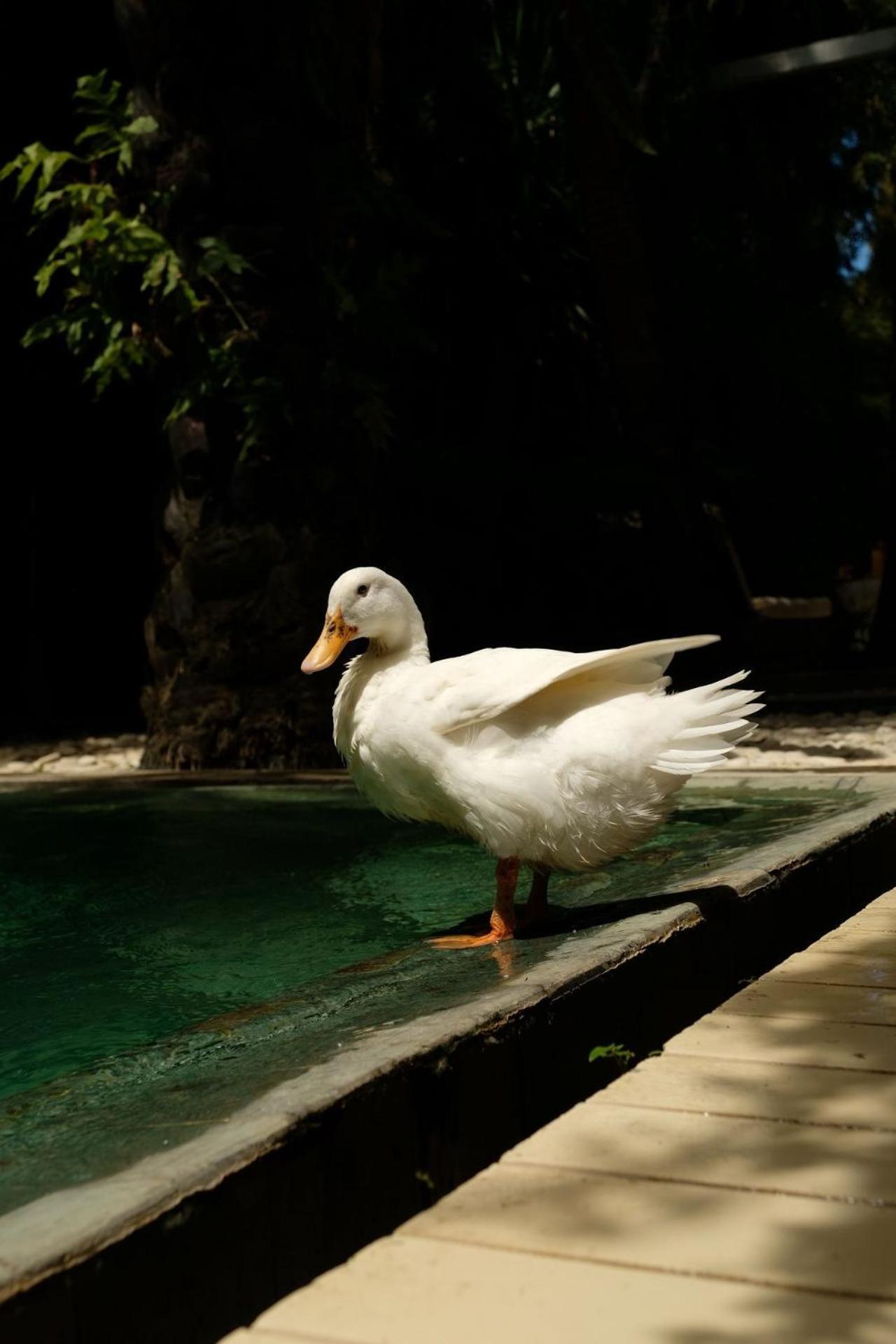 White Goose Boutique Hotel Canggu Eksteriør billede